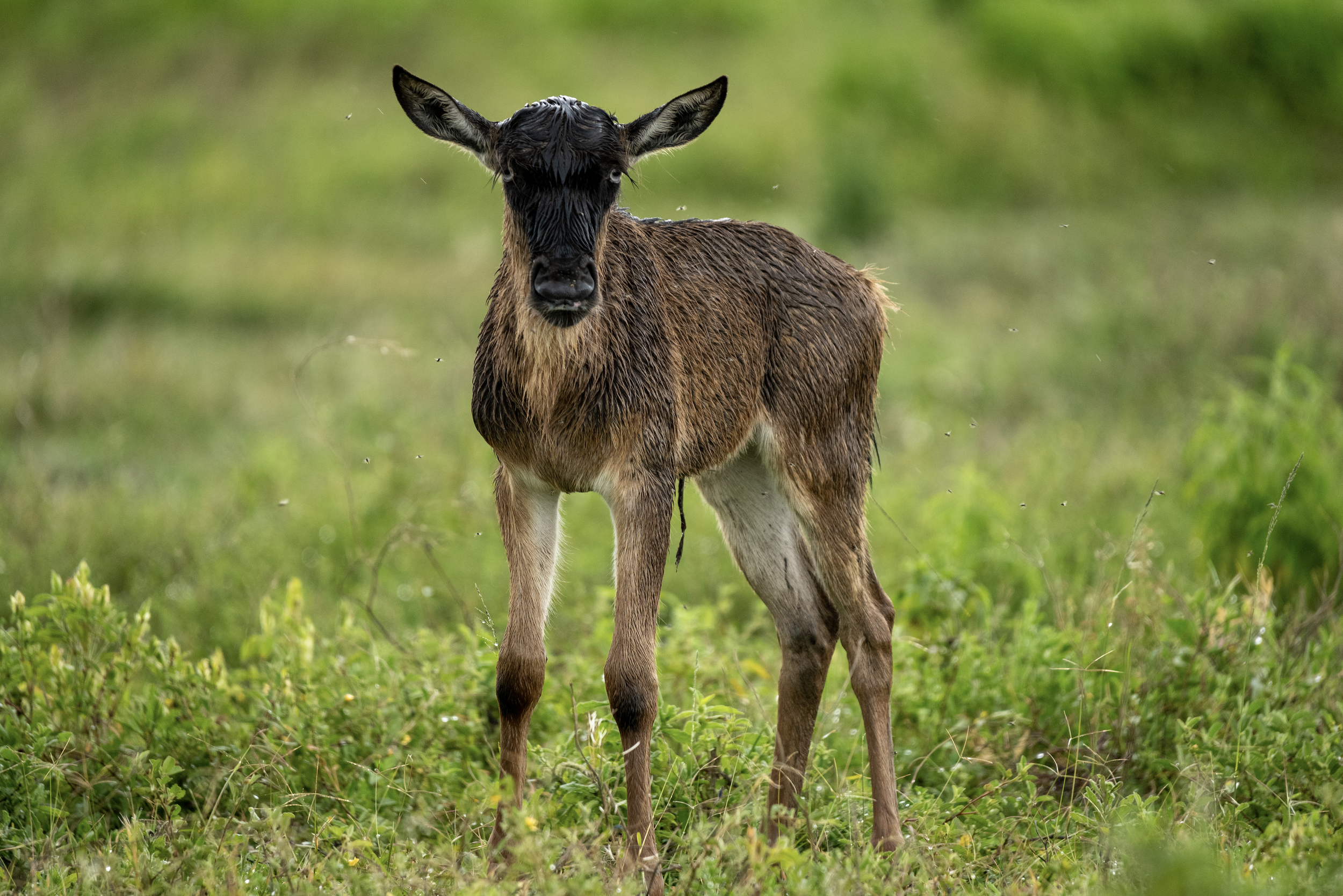 Screenshot 2026-02-19 at 1.46.08 PM.png