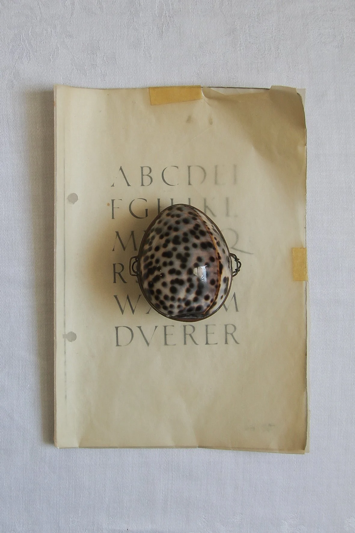 vintage cowrie shell coin purse