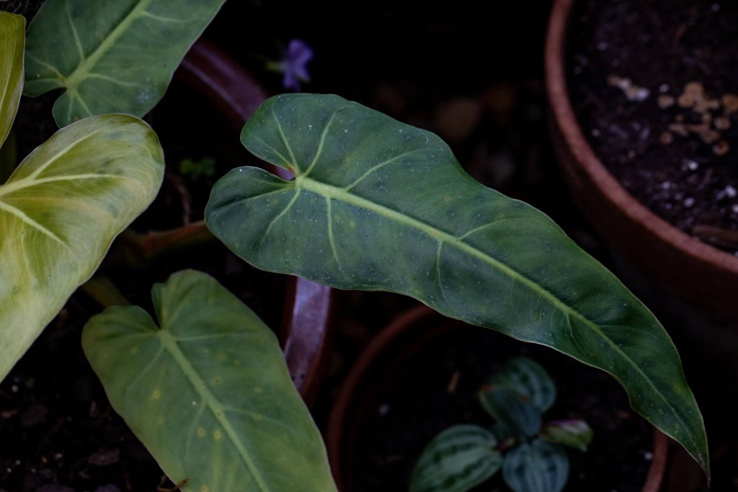 JK Pendant  Philodendron.jpg