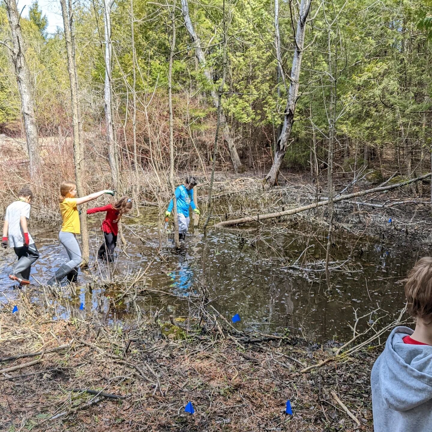 Sunrise School's 4th graders loved exploring the creek today after they planted many woodland ferns throughout the day. See the ferns take root (marked by blue flags) during your next visit to @crossroadsatbigcreek