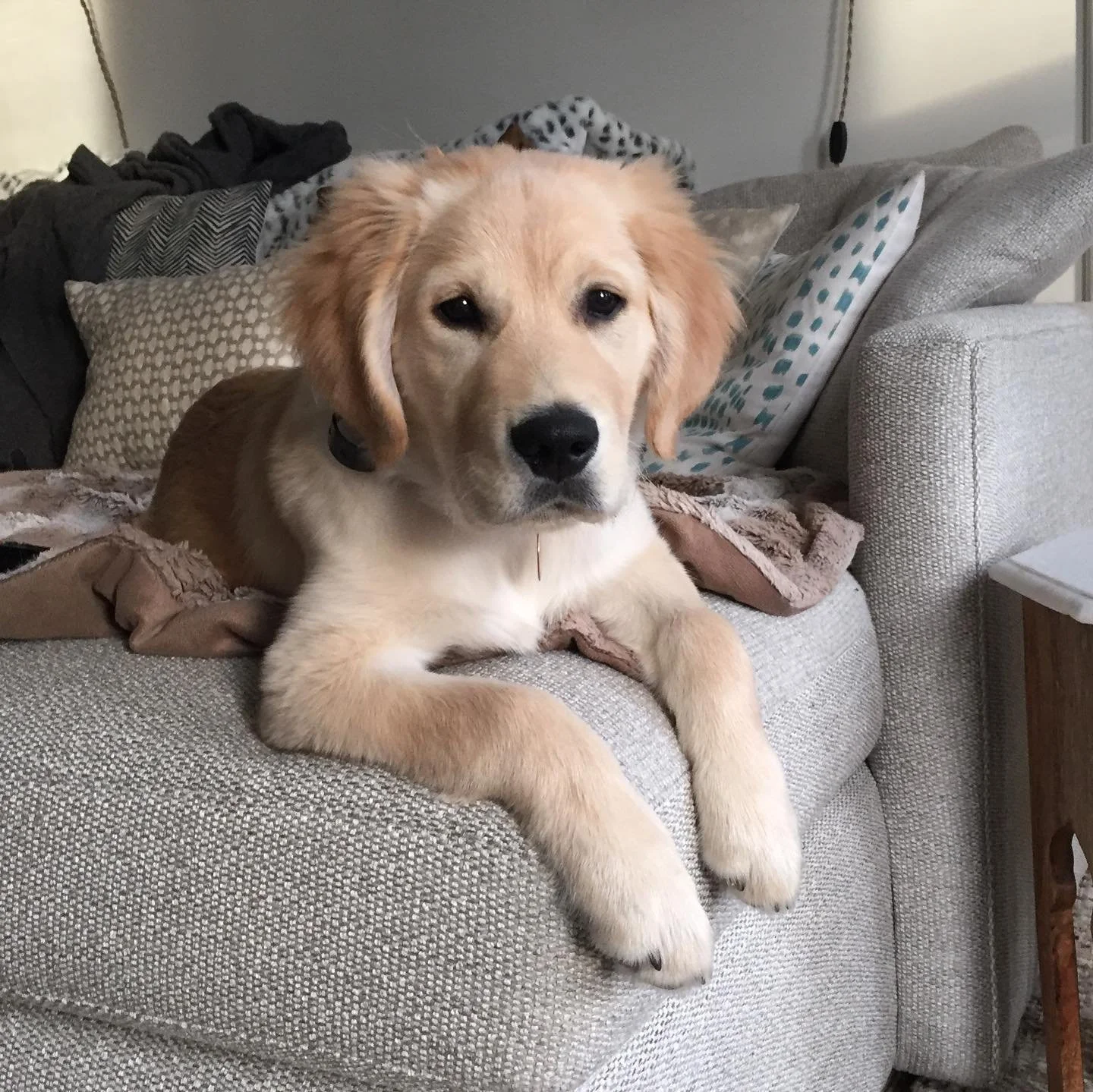 Happy 8th birthday to the king of hearts, Duke. We love you puppy, you make magic every day in our home. ✨✨💖💖⚡️⚡️