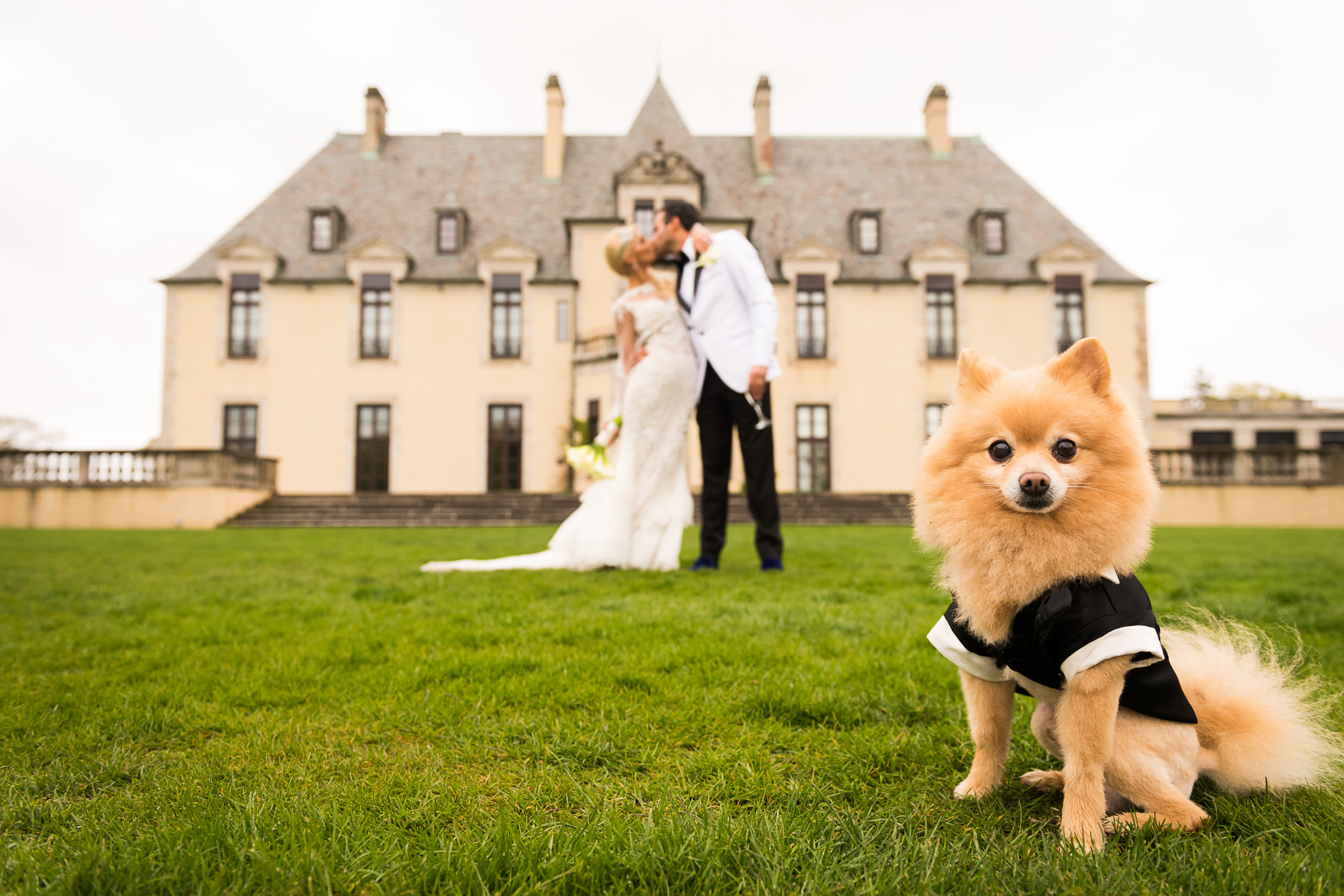 18_RAport_161152_RA1_4500-Edit_Oheka_Castle_Doggy_Ring_Bearer_Pomeranian_Tuxedo_Long_Island.JPG