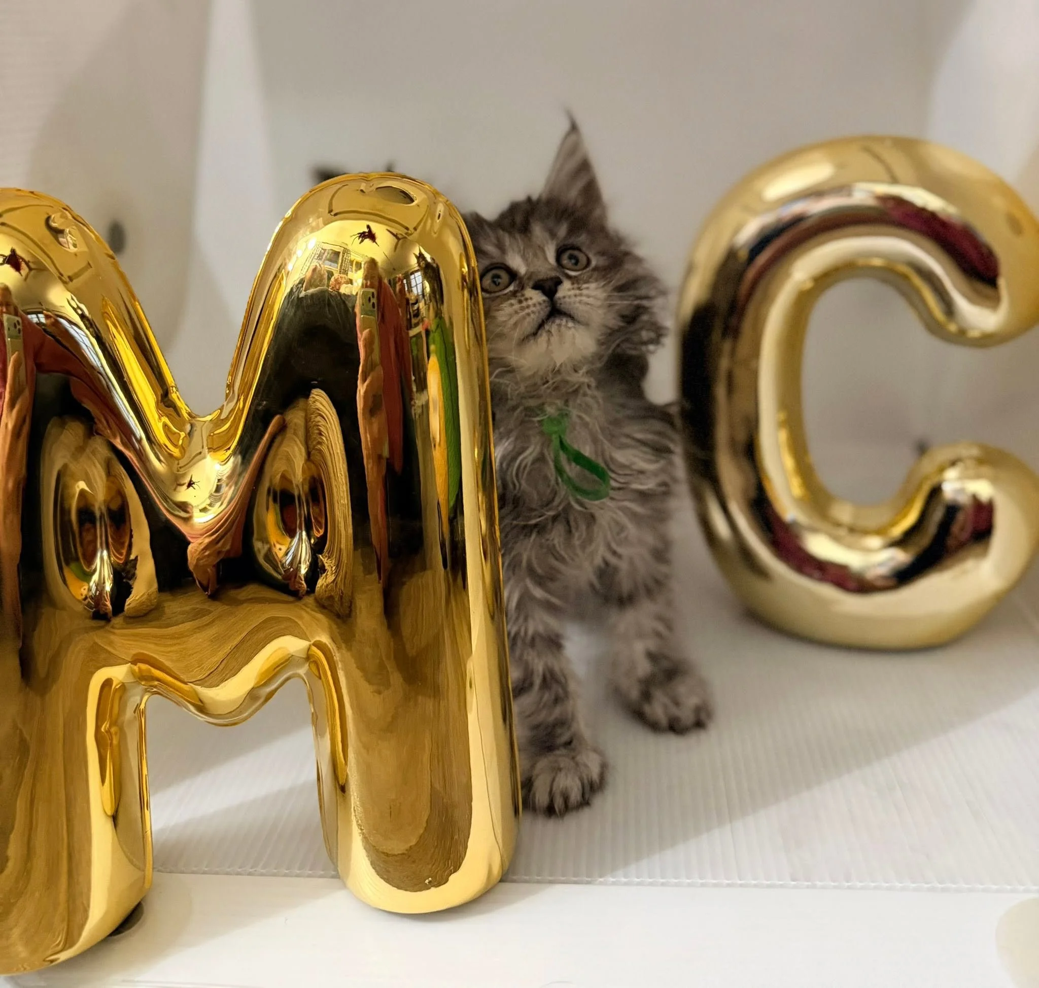 sponsored by massive maine coons
