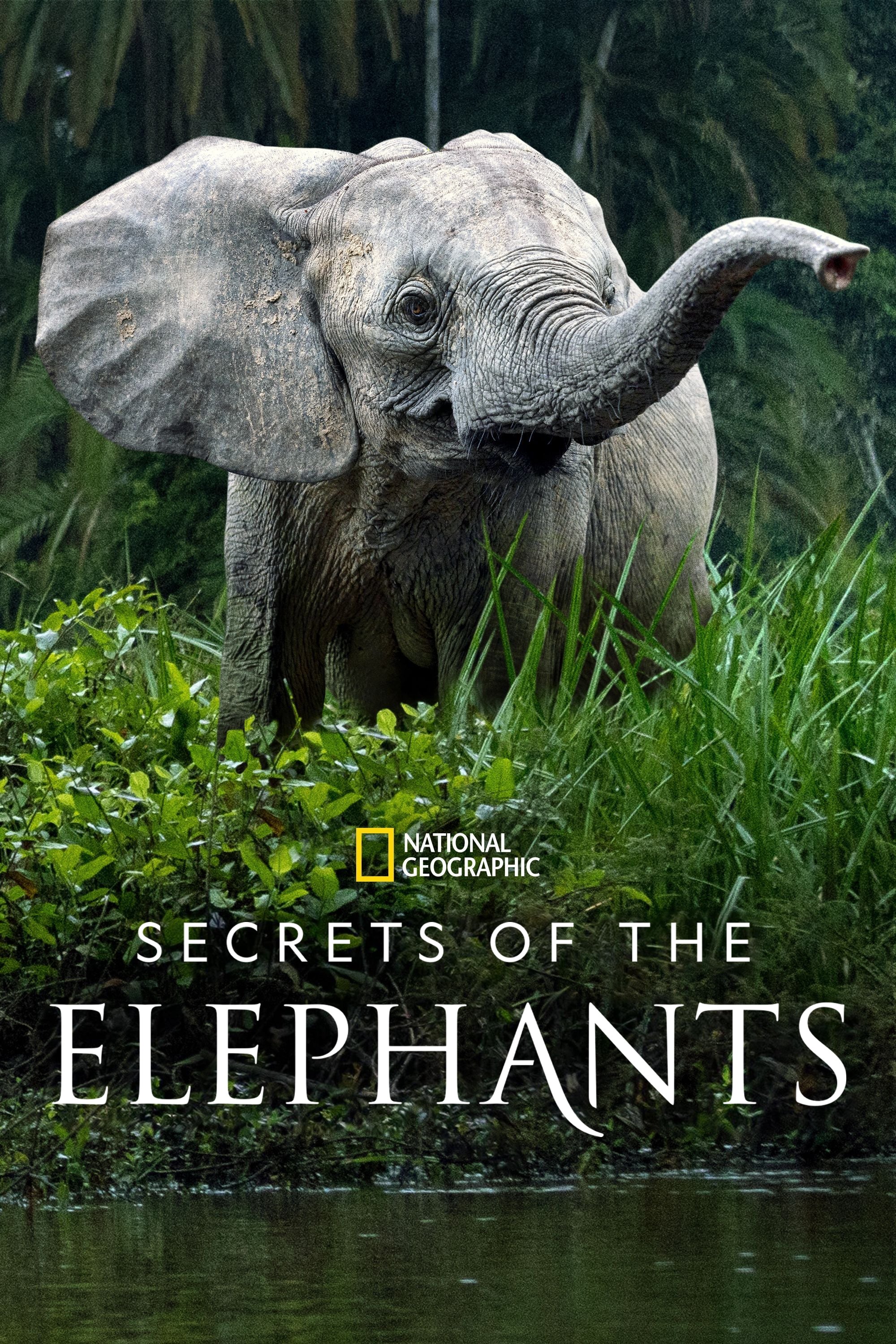 Secrets of the Elephants.jpg
