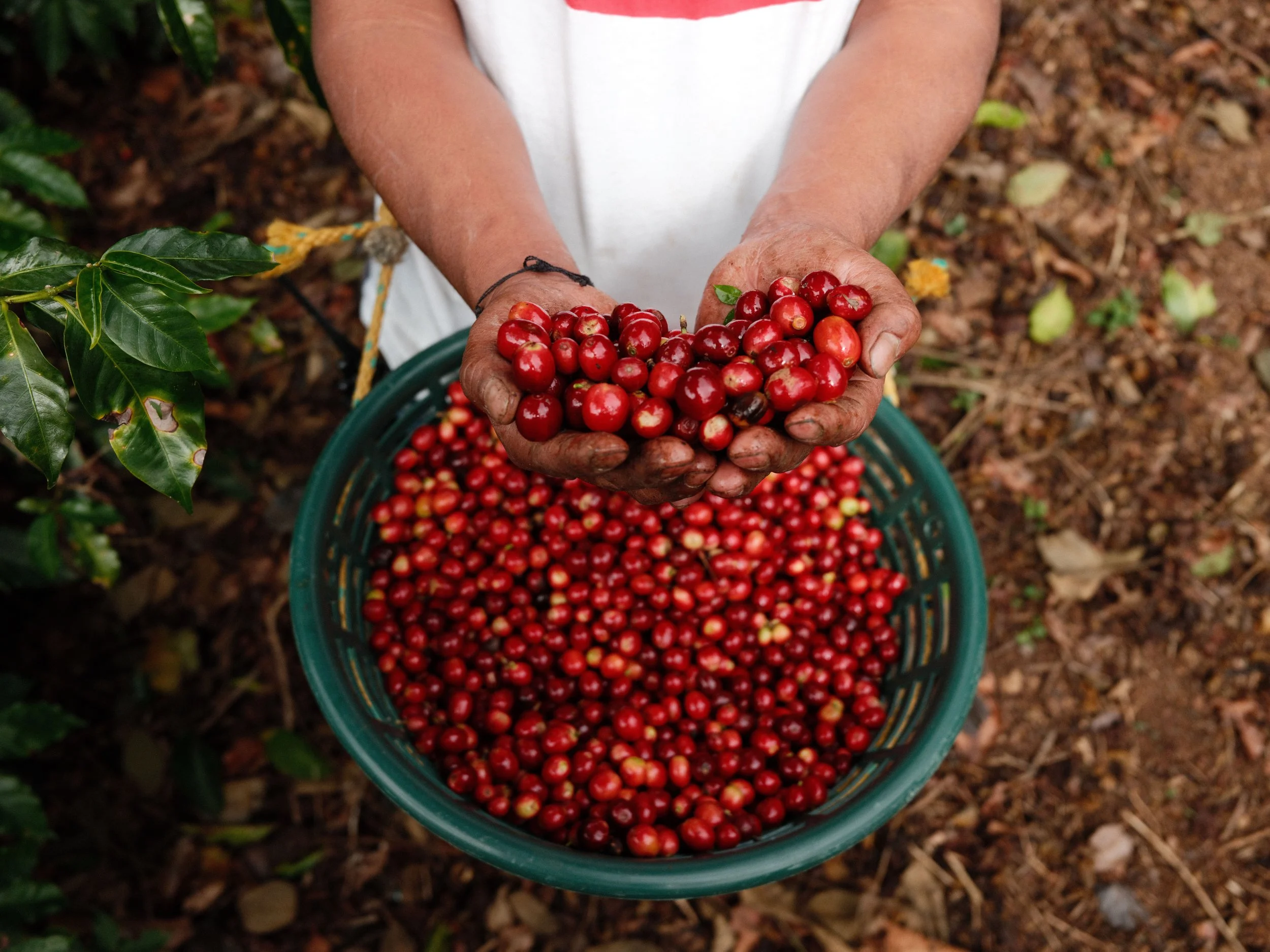Gallery Coffee Origin Trip: Villatoros in Guatemala   (Part I)