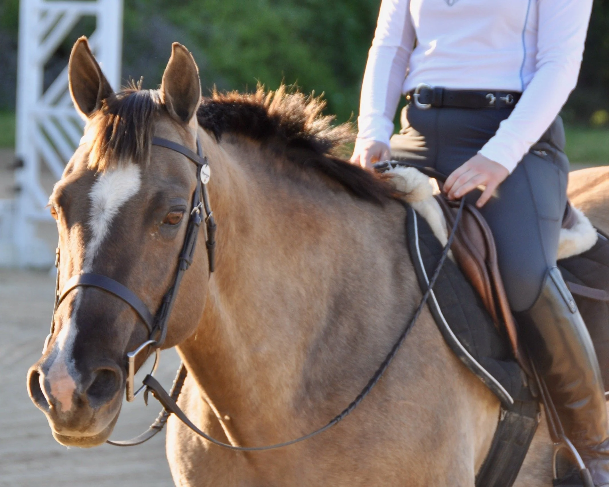 Want to learn more about caring for your Horse? Take these Courses!