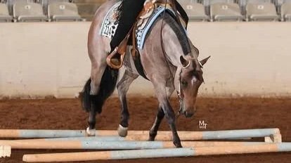 More than $10,000 in prizes at the TQHA Fall Circuit!