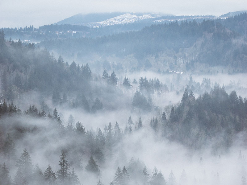 foggy-trees.jpg