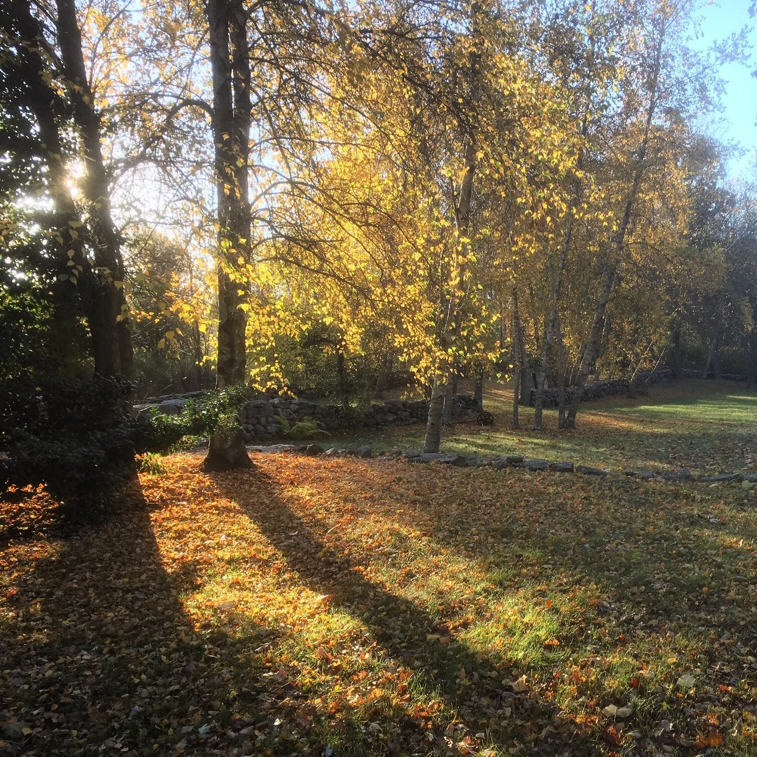 autumn meadow.jpg