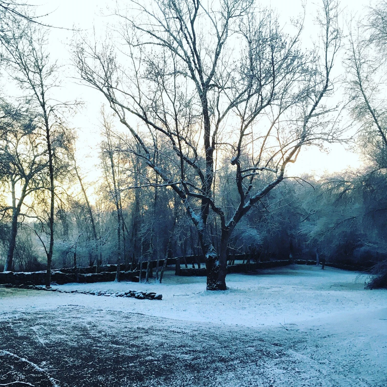winter meadow.jpg