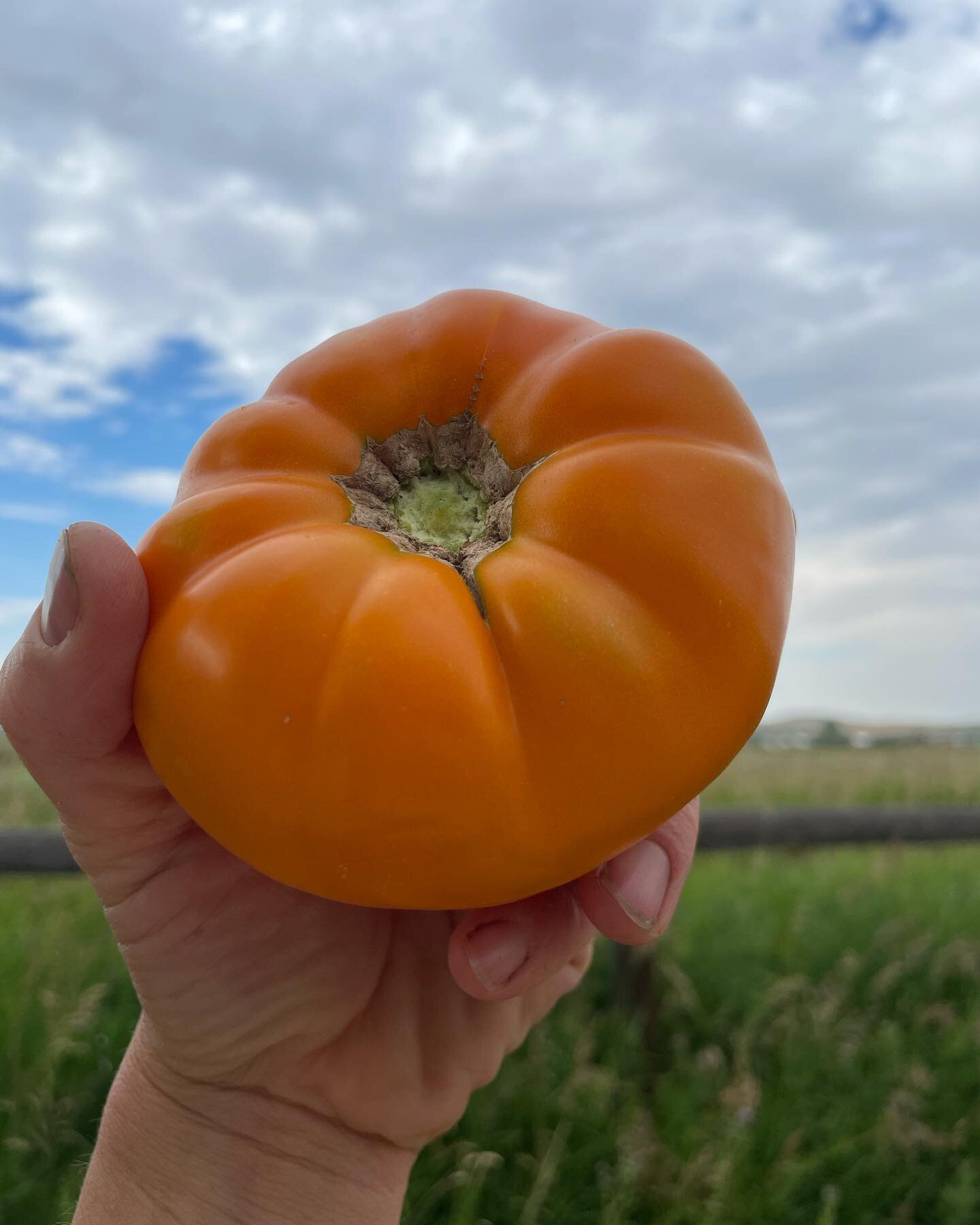 It&rsquo;s our first year growing tomatoes and there have been some setbacks but there have also been some victories! Yellow brandywine from @johnnys_seeds. Will have more tomatoes at the @landervalleyfarmersmarket this weekend!