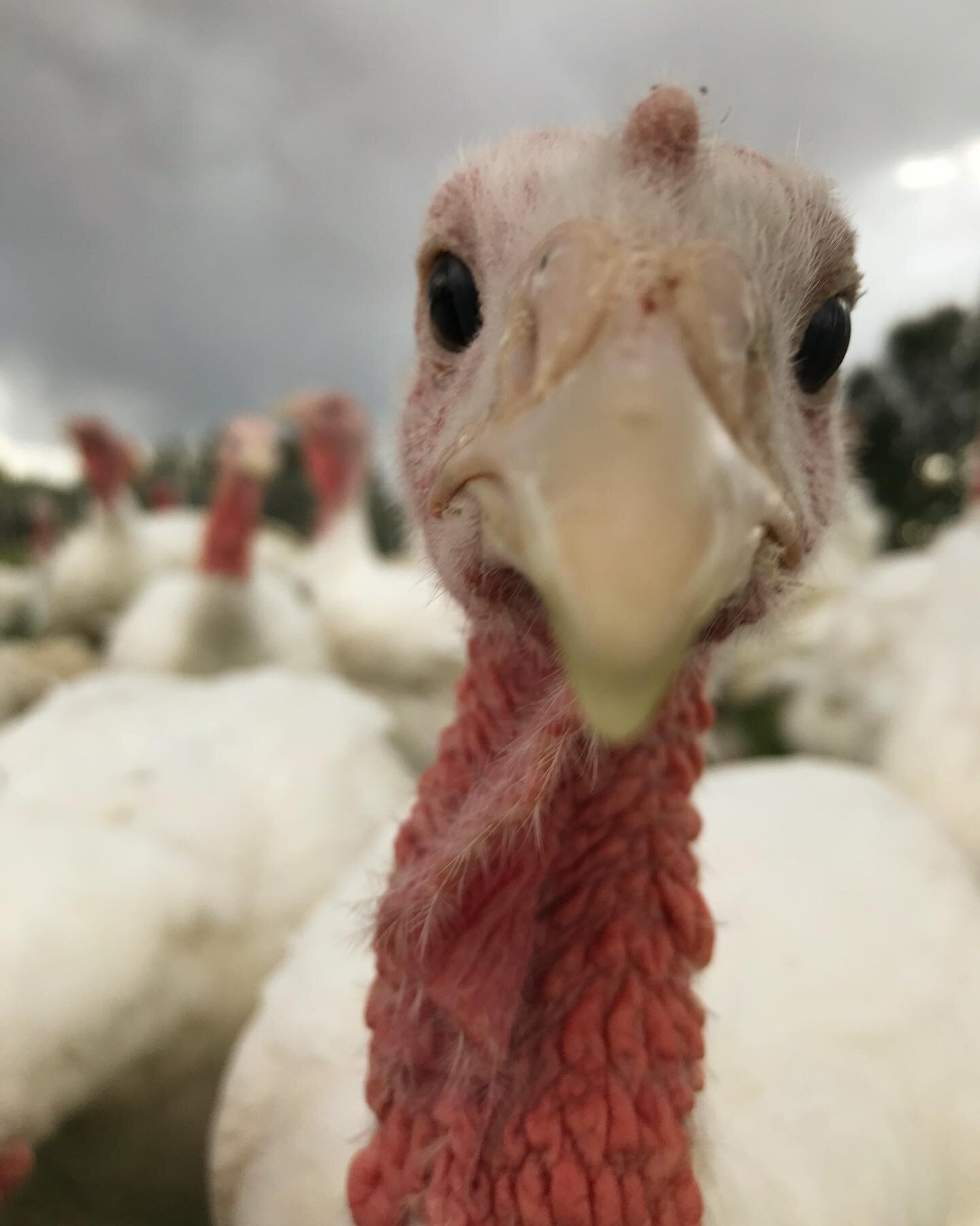 We are, once again, raising turkeys for the holiday season, which will be here before we know it. We will put them on our website for purchase in early to mid October. To be the first to know, sign up for our email list&mdash;link is in our bio. They