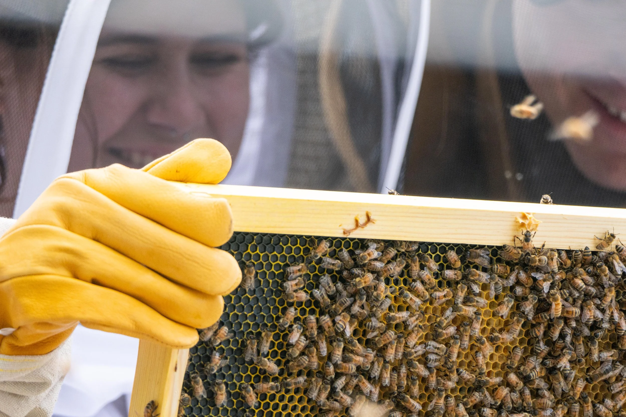 July 9 Bee Keeping-5.JPG