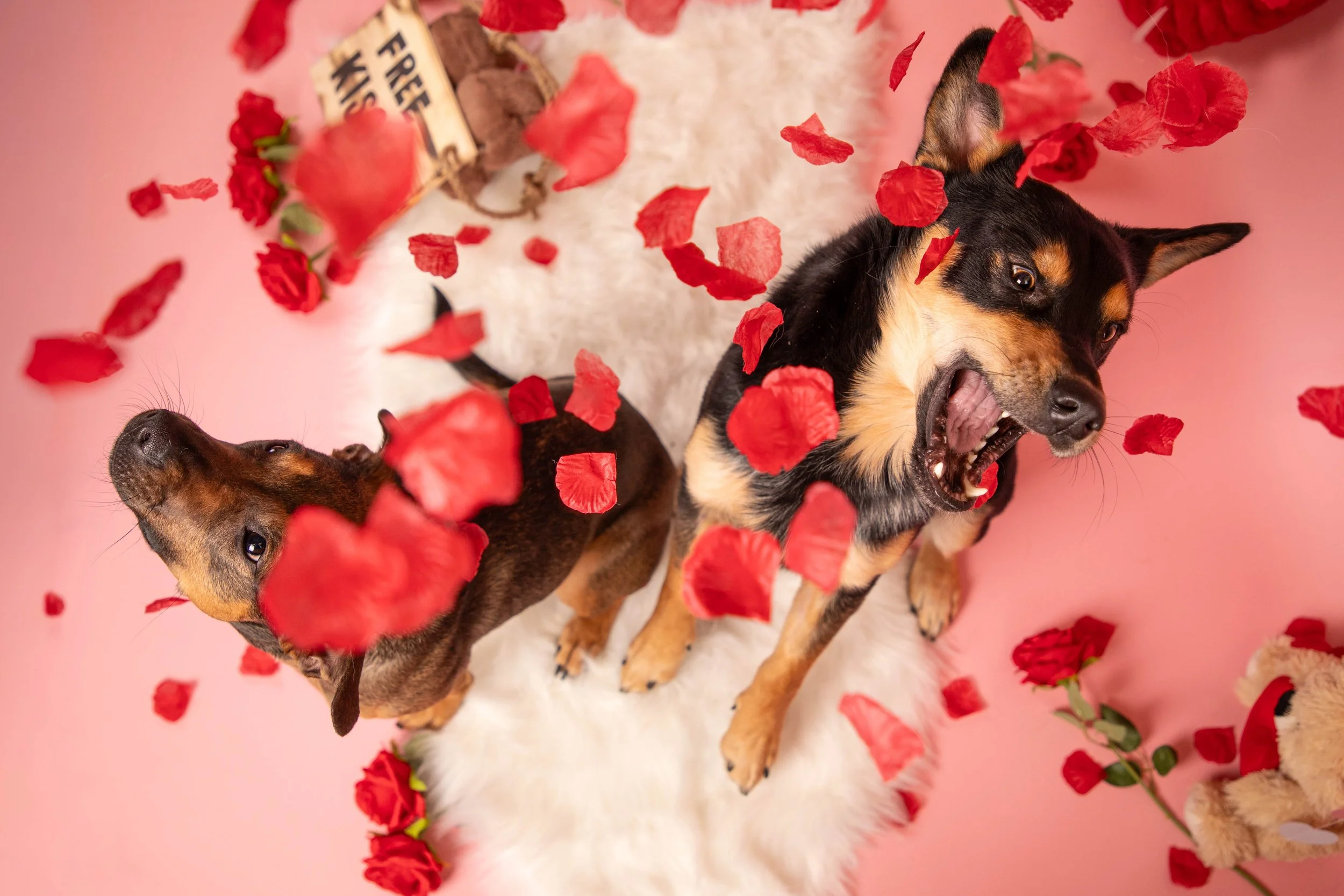 Valentines Low Res-29.JPG