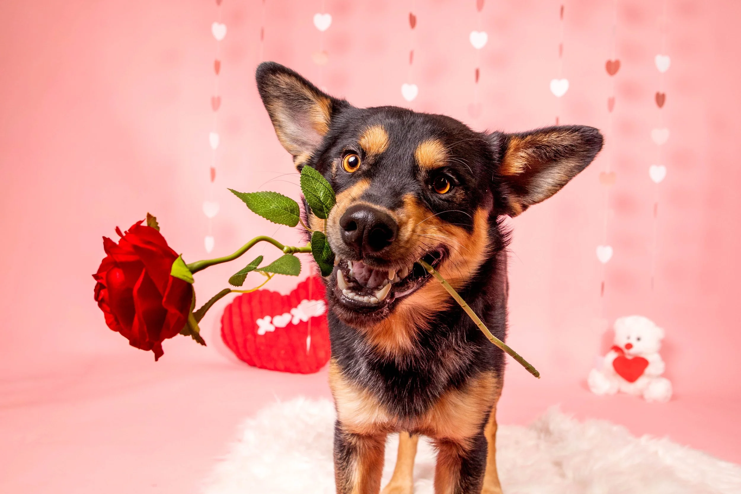 Valentines Low Res-14.JPG