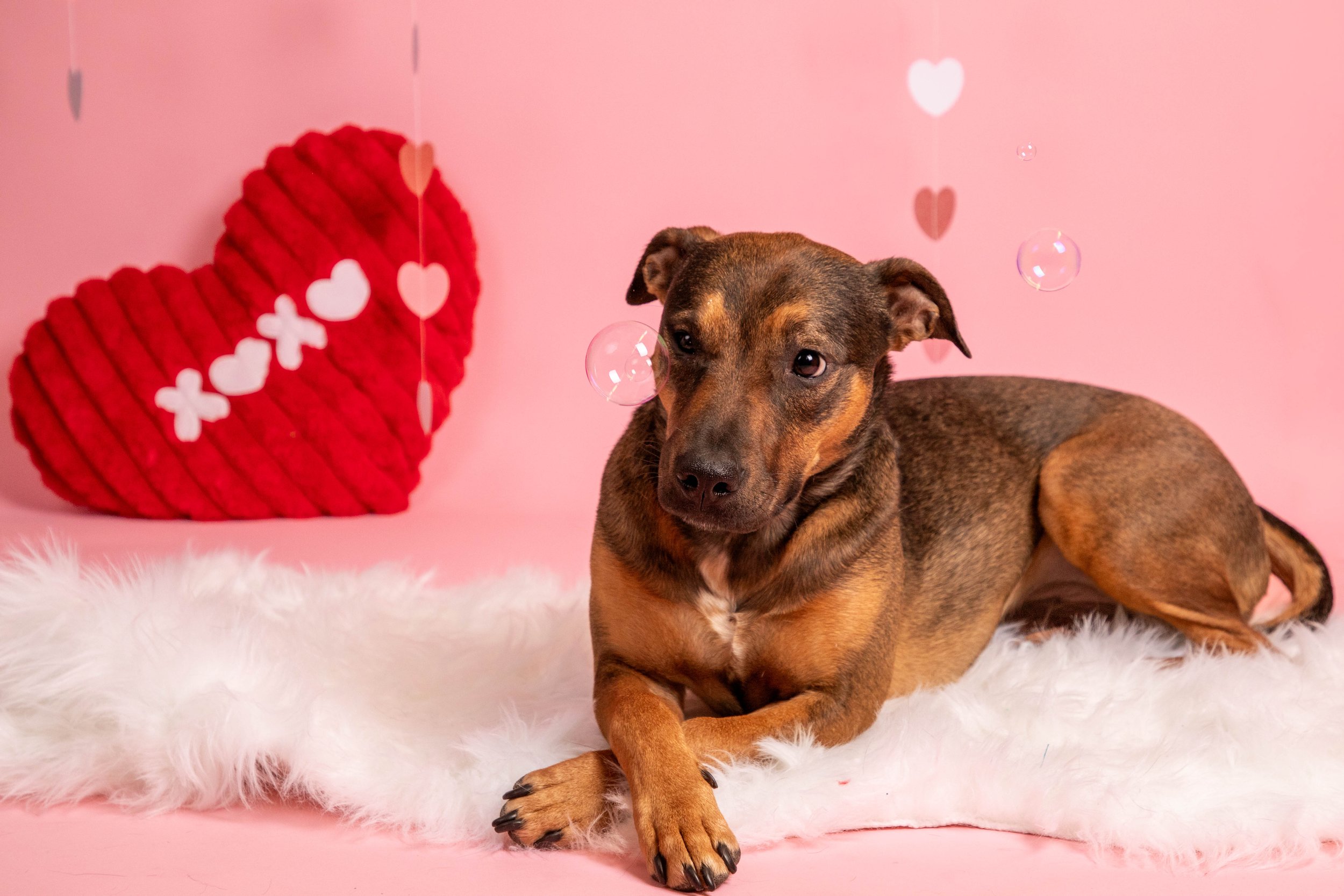 Valentines Low Res-18.JPG