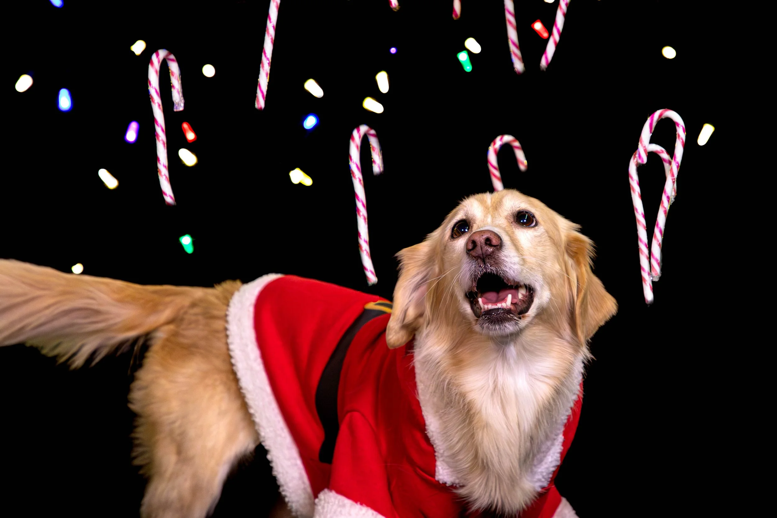 Ruby and Romona Low Res-3.JPG