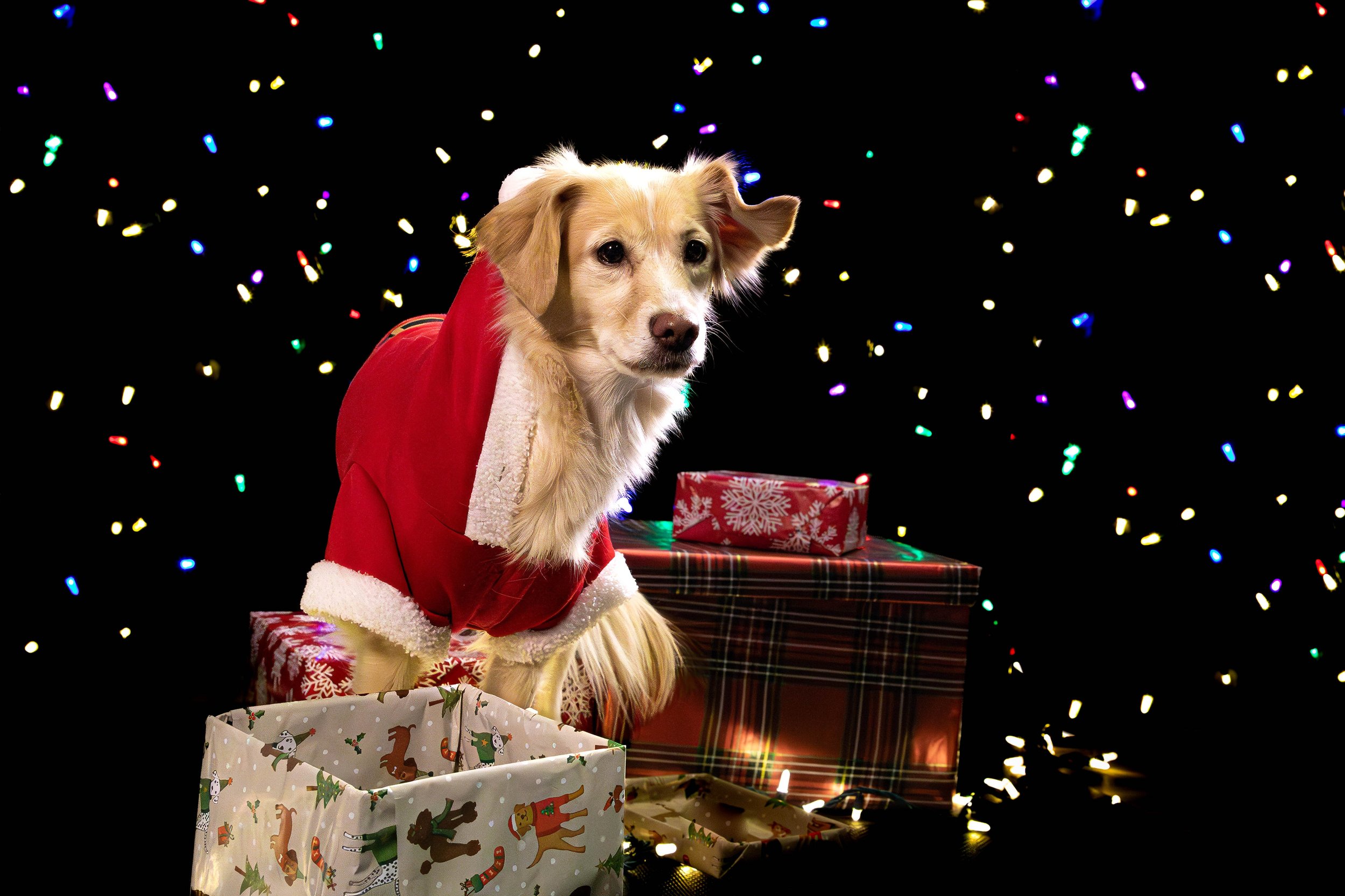 Ruby and Romona Low Res-12.JPG