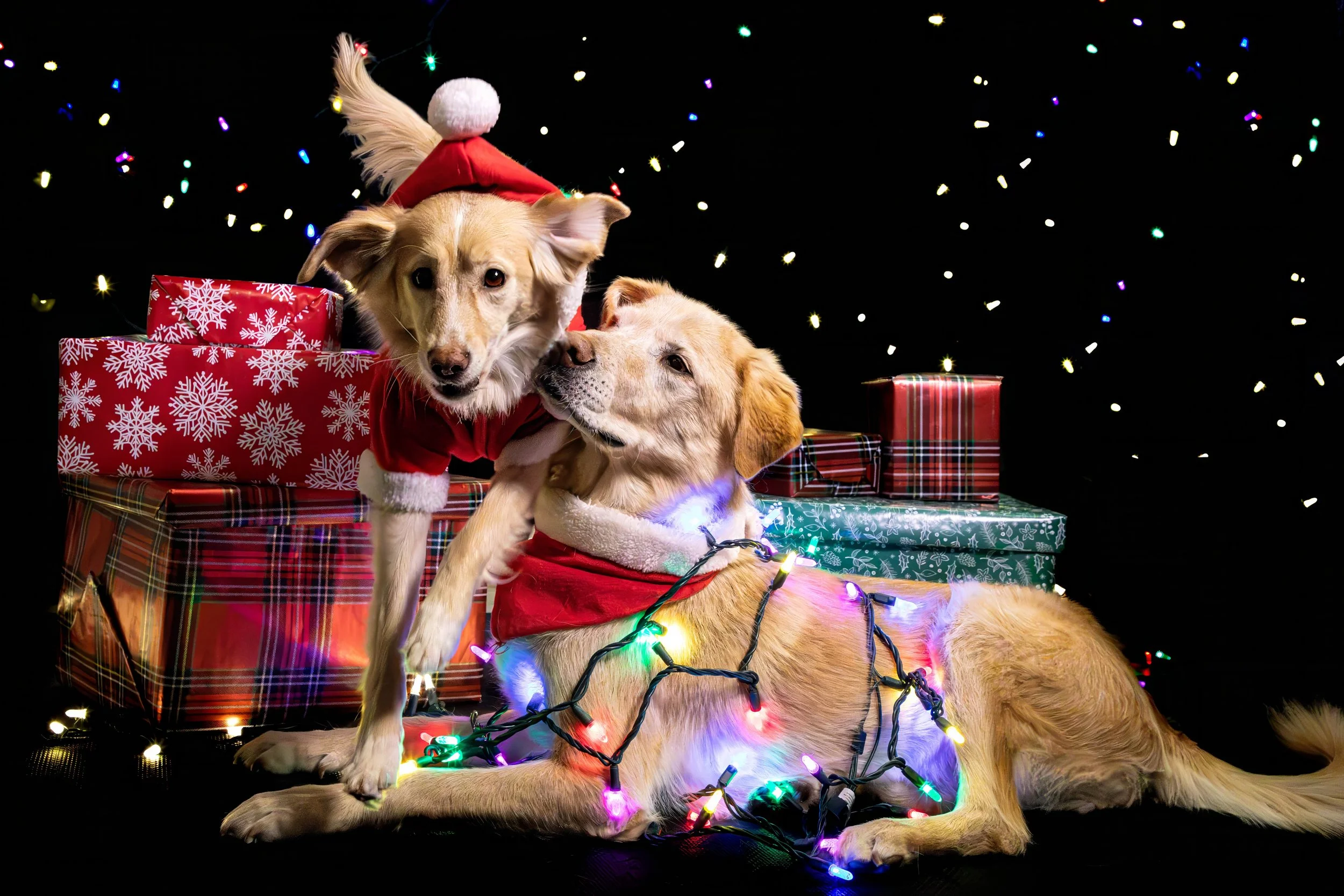 Ruby and Romona Low Res-6.JPG