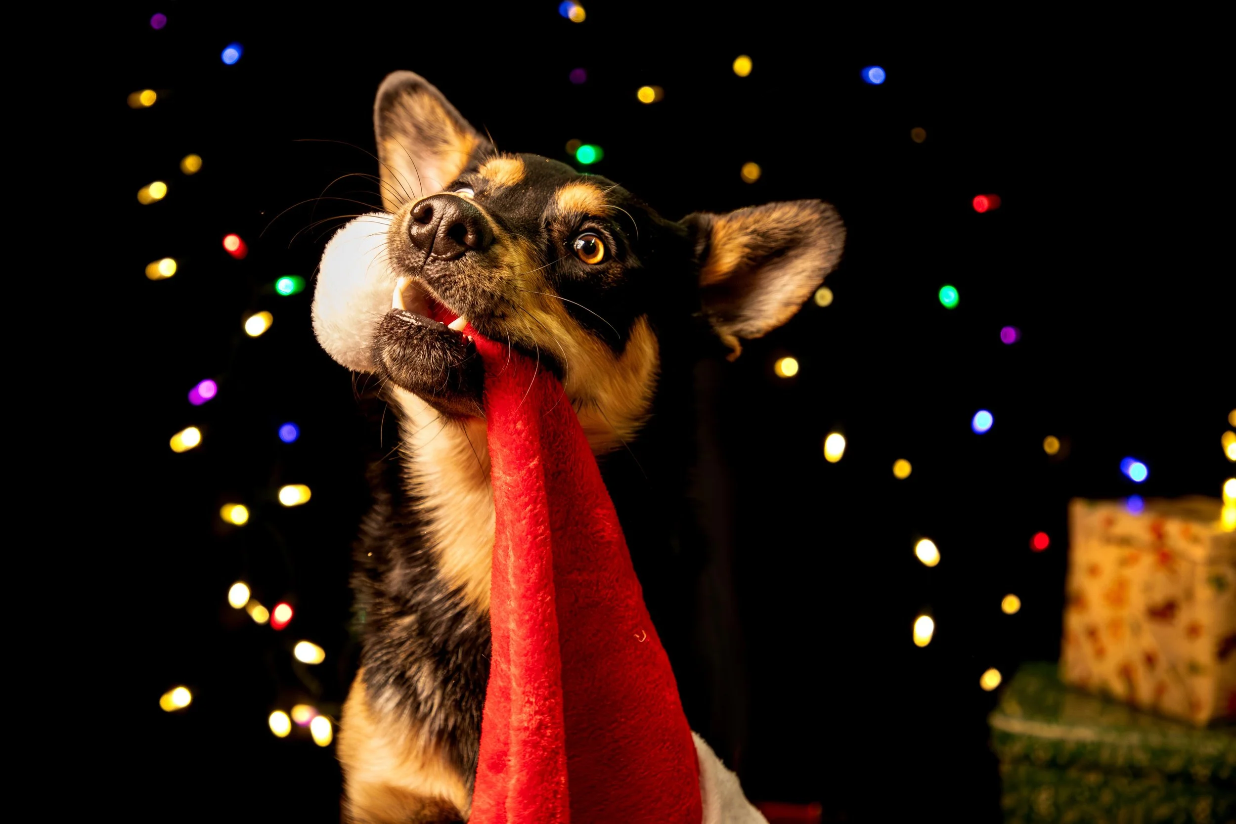 Dog shoot low res-22.JPG