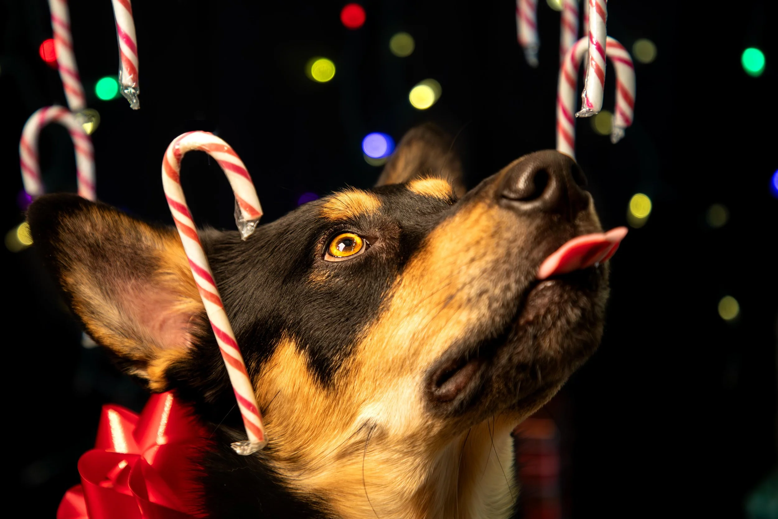 Dog shoot low res-28.JPG