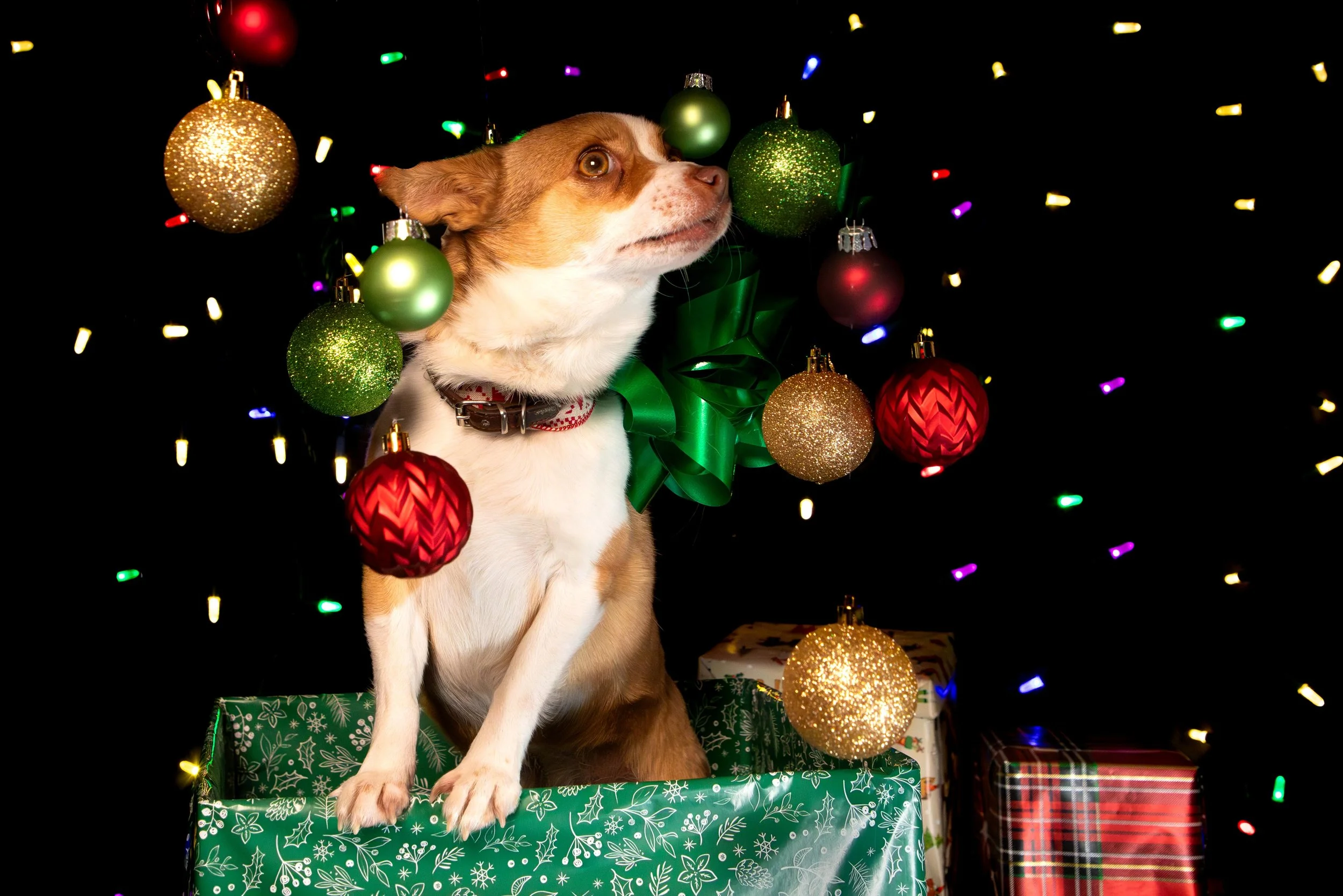 Dog shoot low res-5.JPG