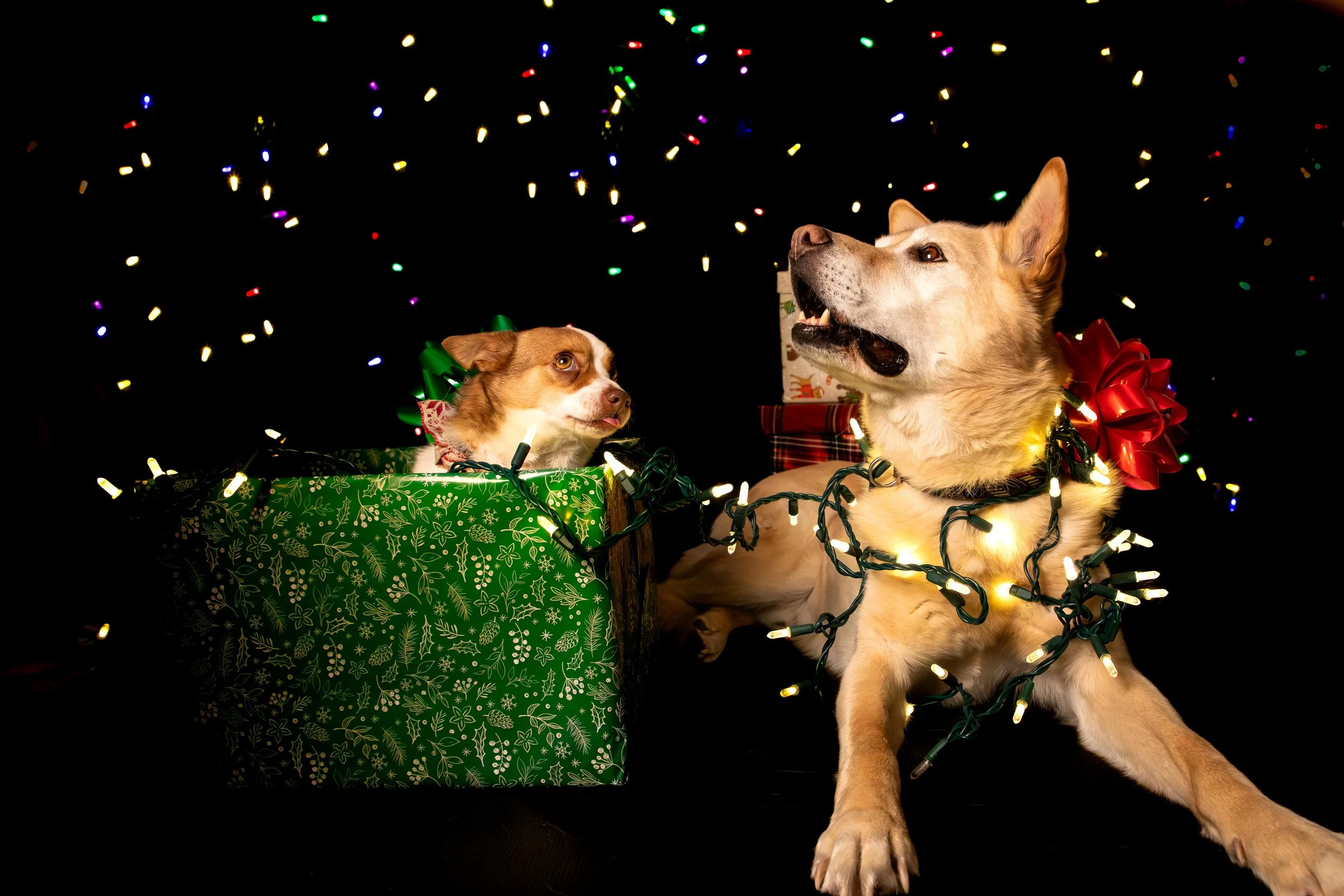 Dog shoot low res-10.JPG