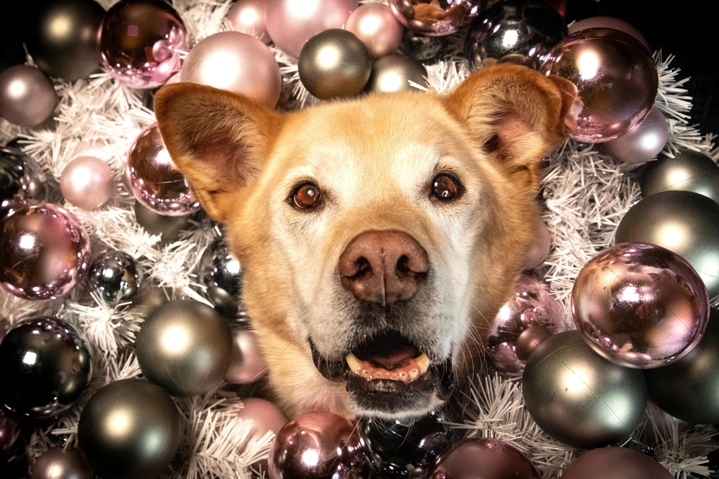 Dog shoot low res-2.JPG