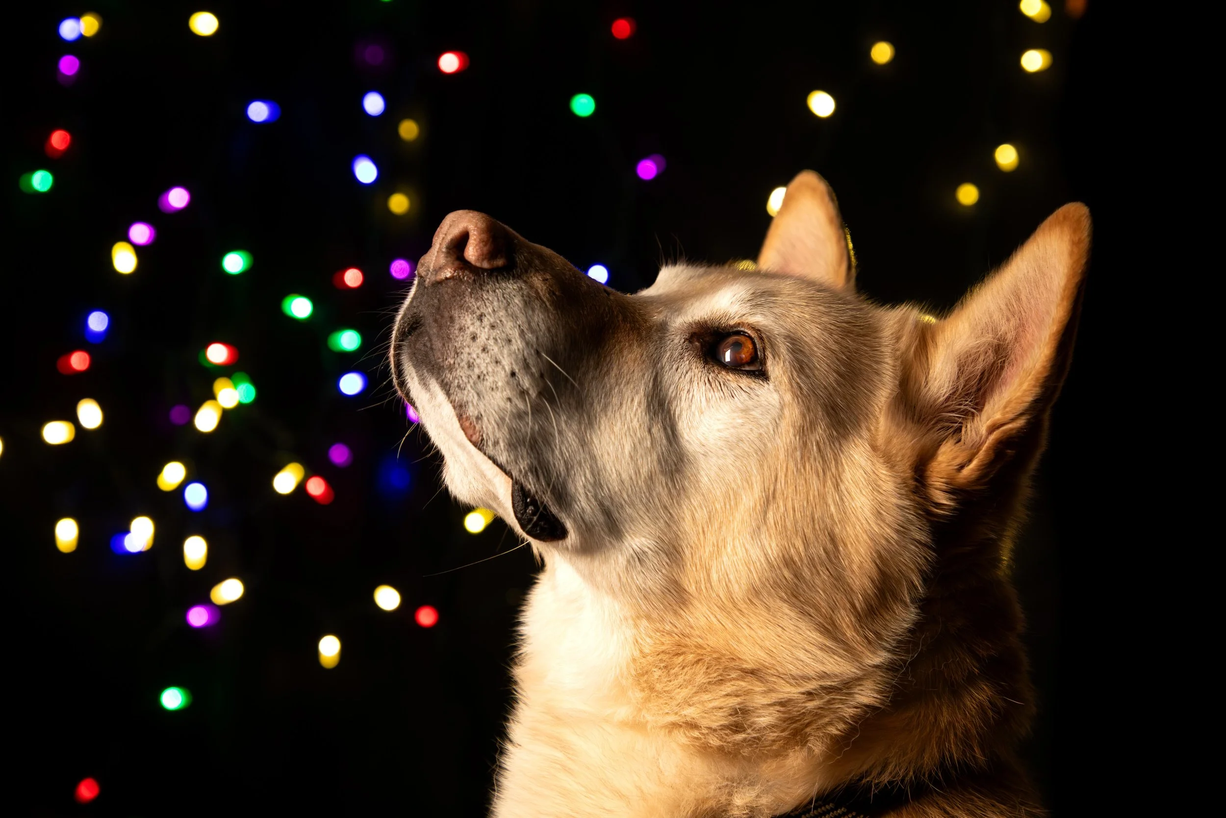 Dog shoot low res-14.JPG