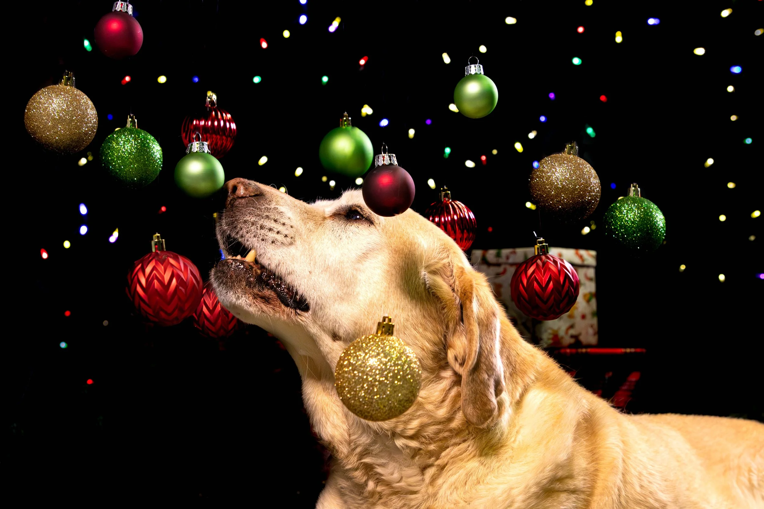 Cooper and Loki Low Res-10.JPG