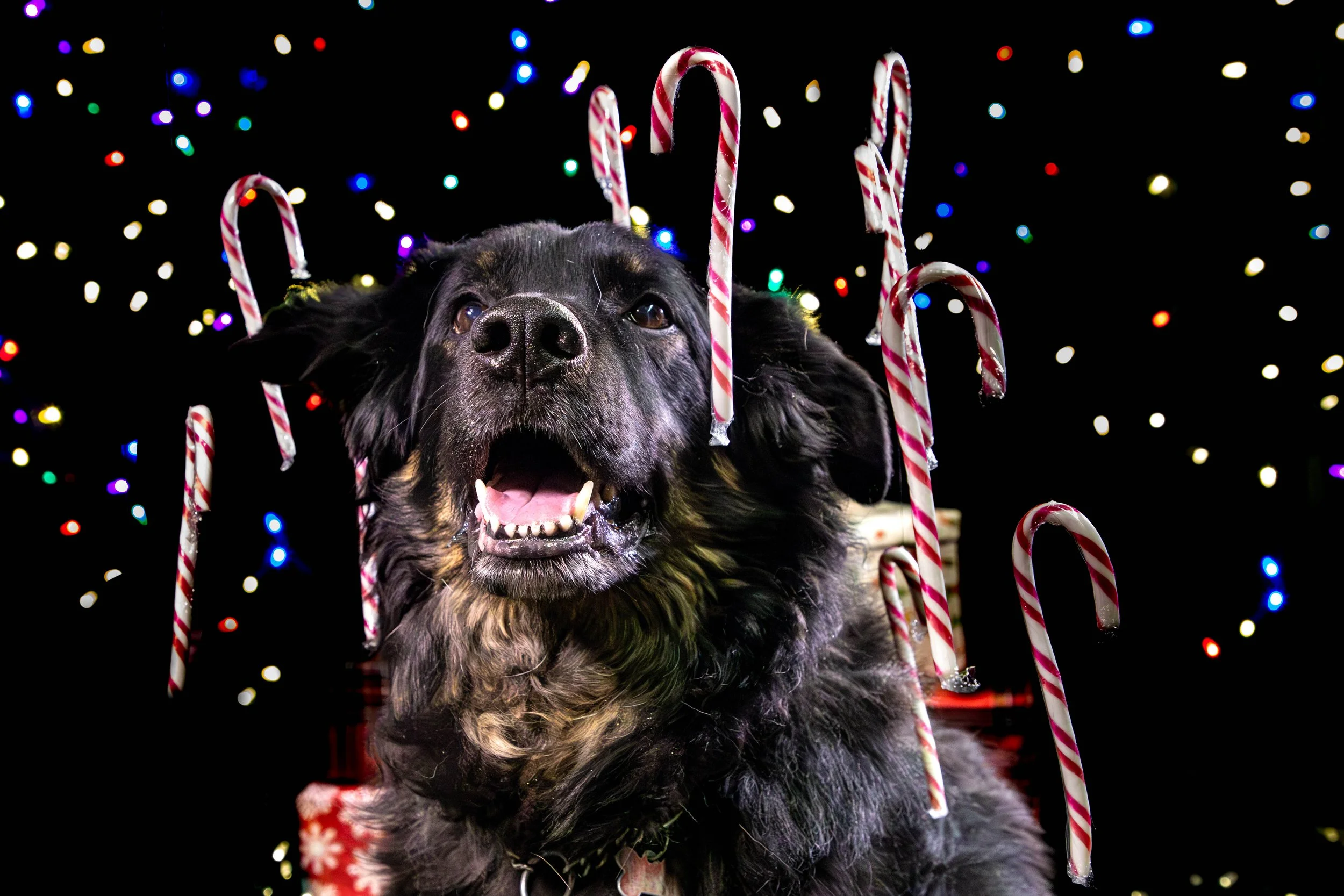 Cooper and Loki Low Res-12.JPG