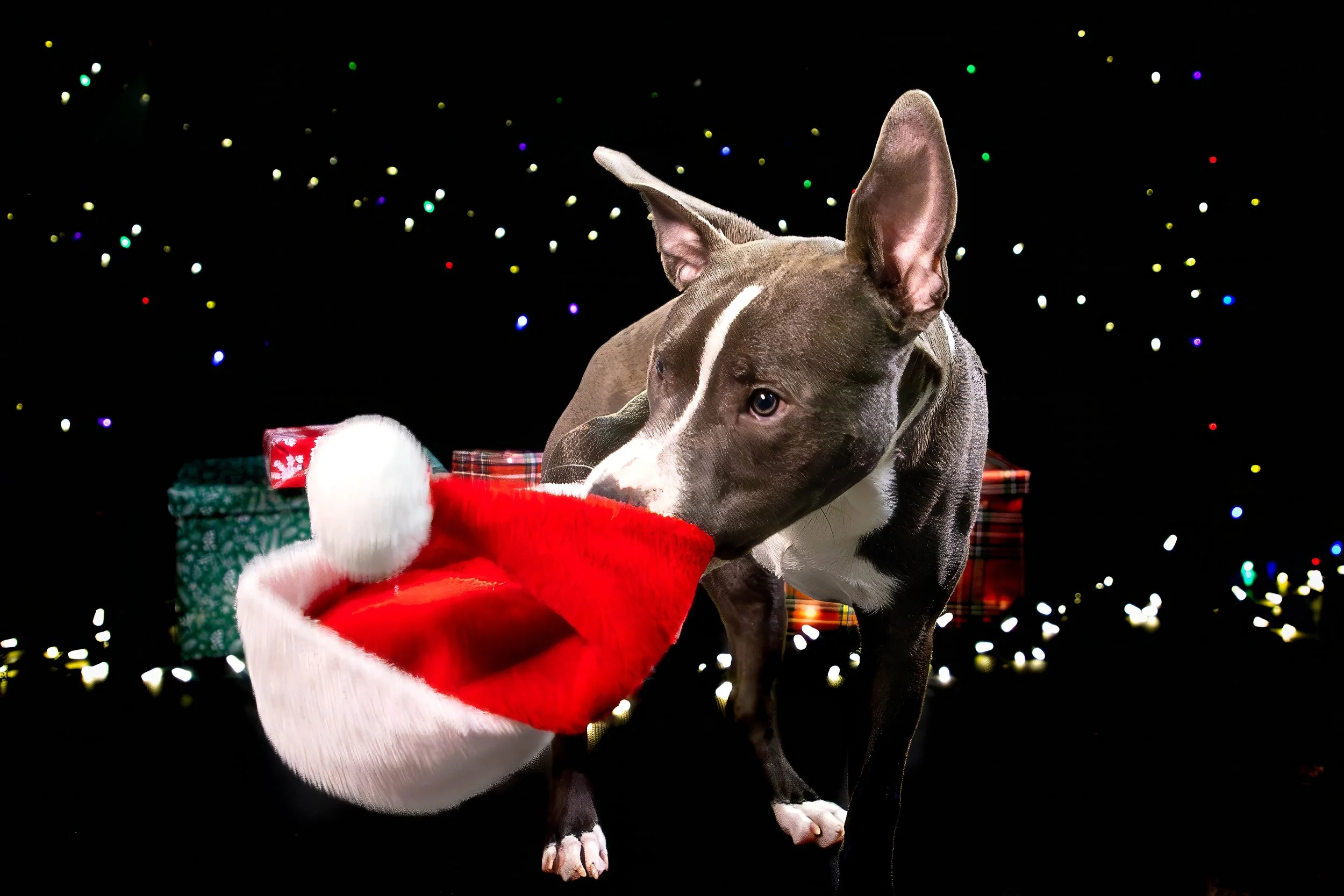 Bear Low Res-6-topaz-denoise-sharpen.JPG