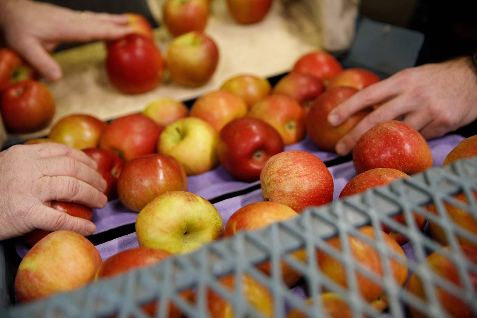 local-apples-indiana.jpg