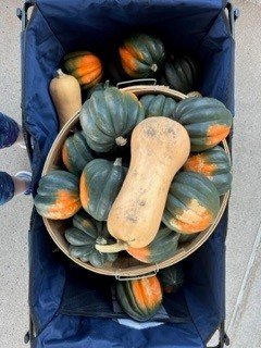 squash in wagon.jpg