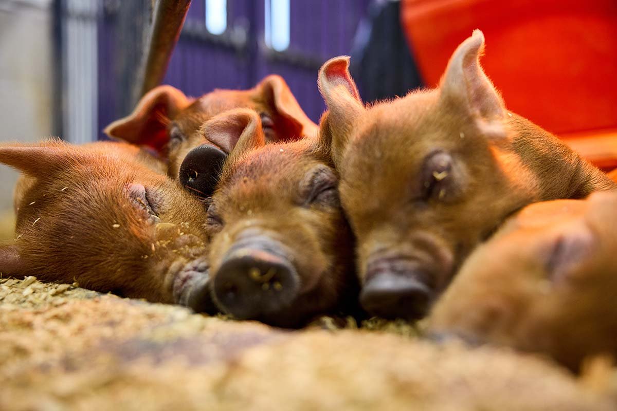 Several piglets nuzzle up for naptime. 