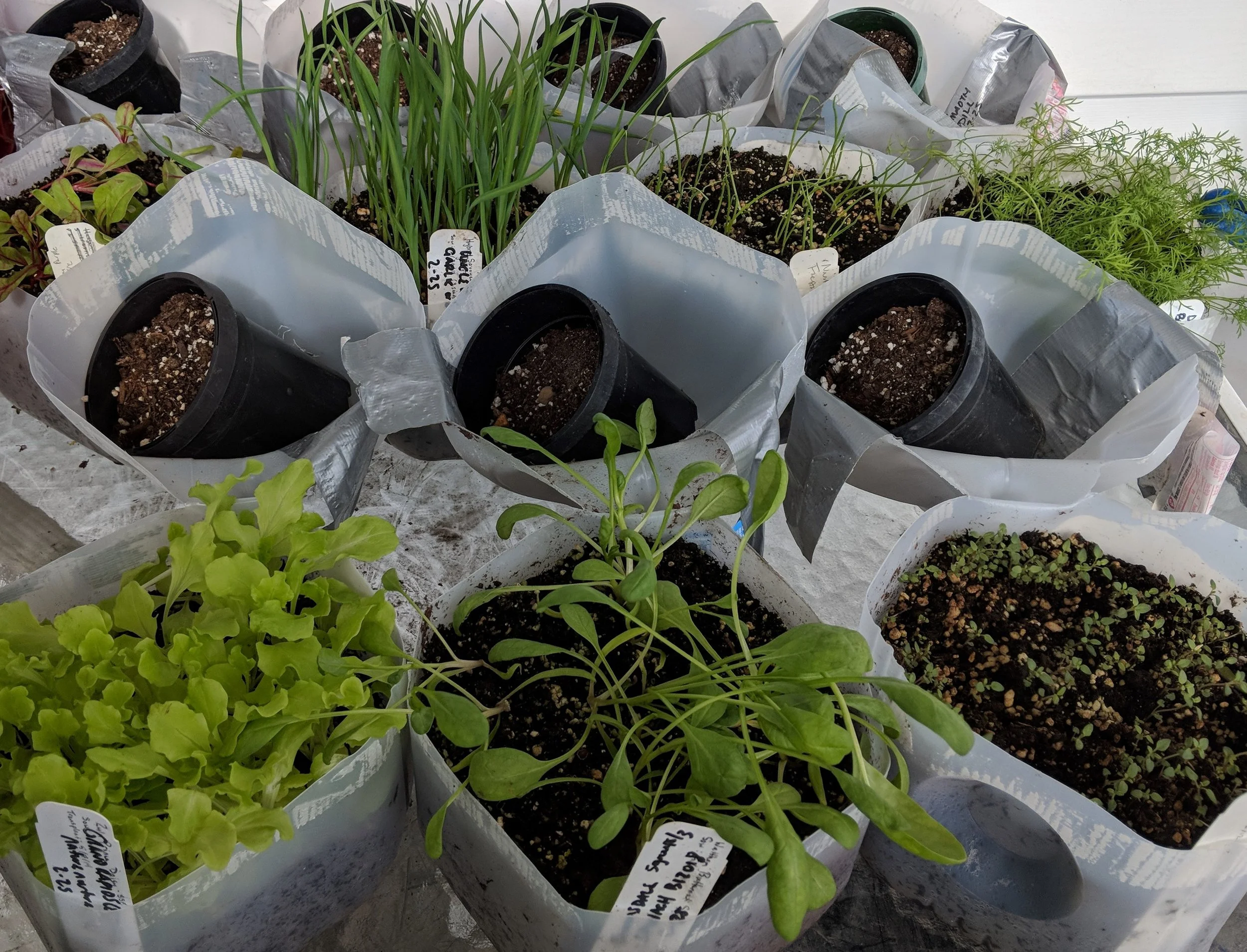 Winter Sowing Series 