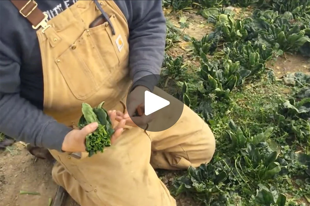 Purdue Extension: Spinach