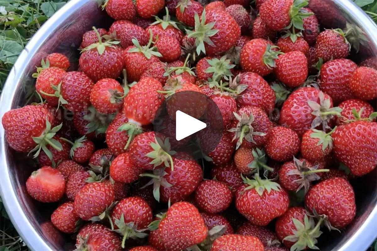Purdue Extension: Strawberries