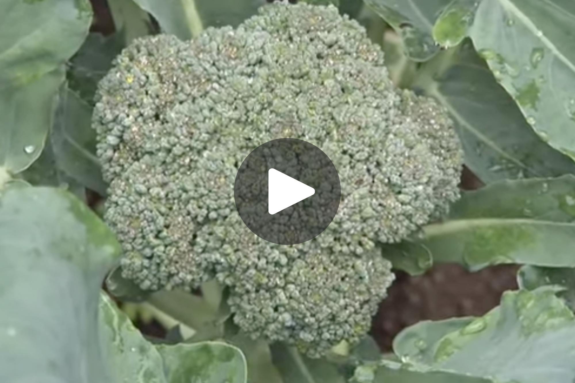 Learning About Broccoli