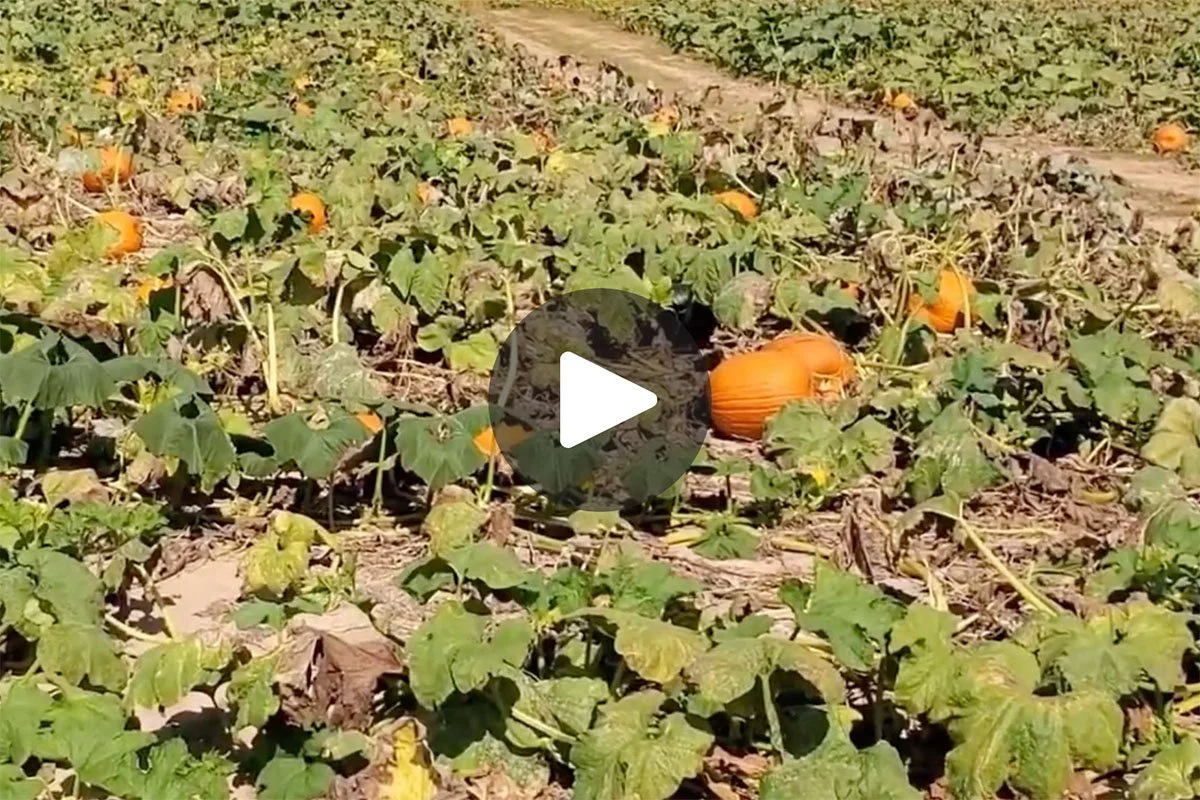 Purdue Extension: Pumpkins