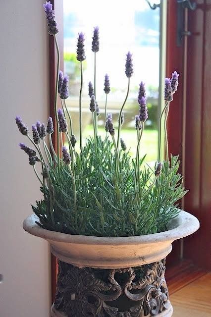 Beautiful lavender display___.jpg