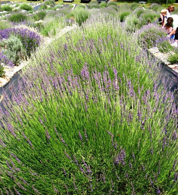 lavender flowers 2.jpg