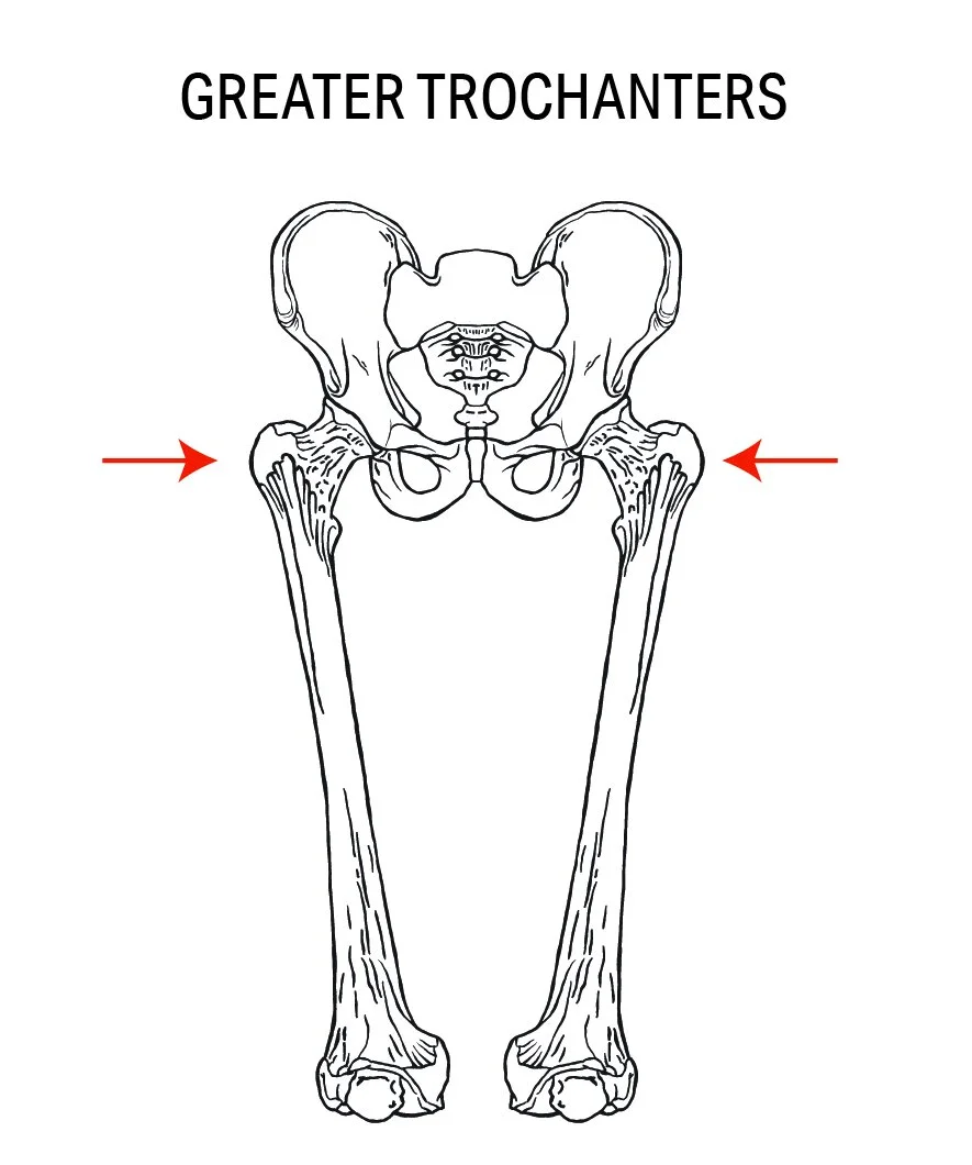 Illustration of a pelvis and the thigh bones