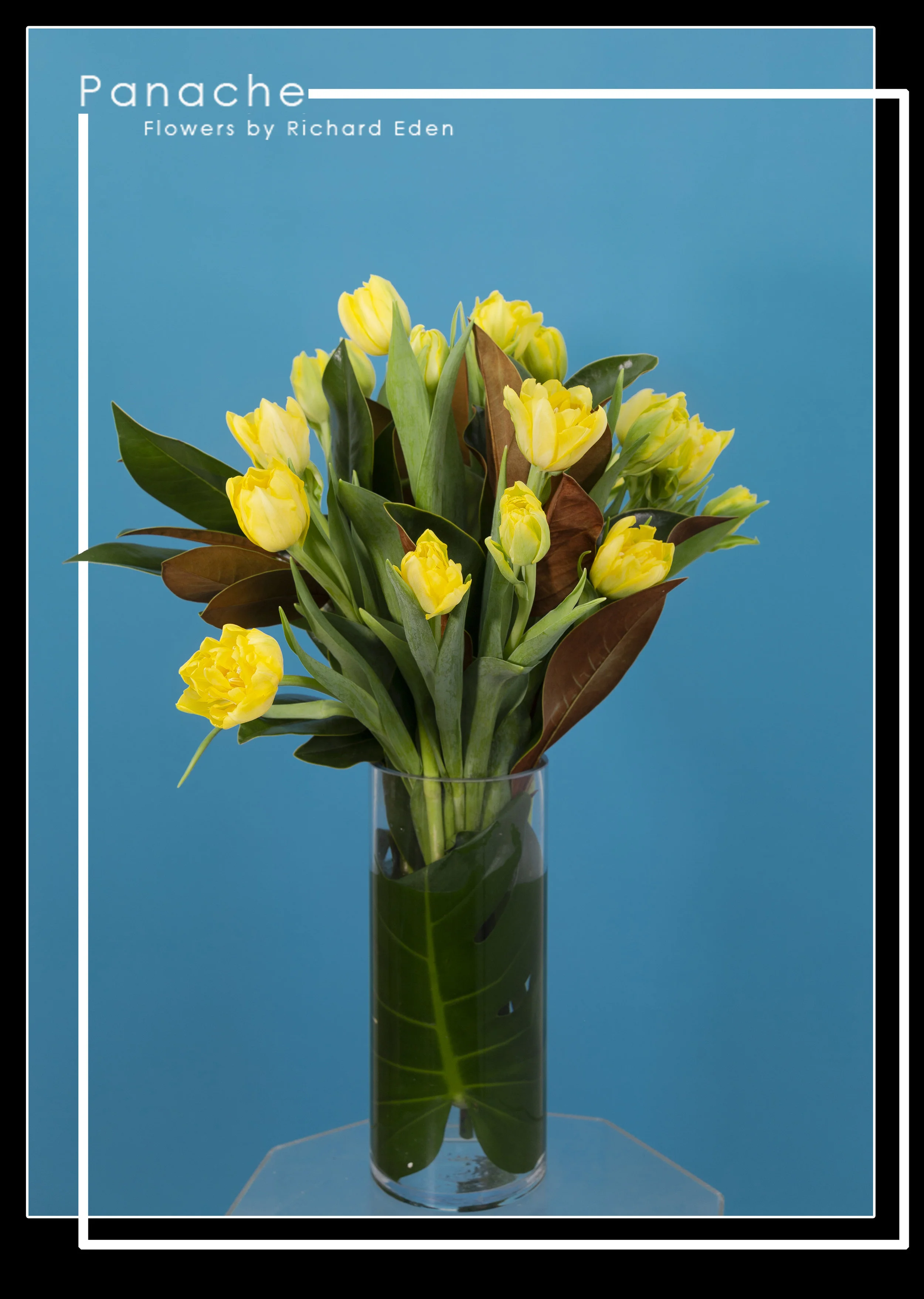 Tulip delight