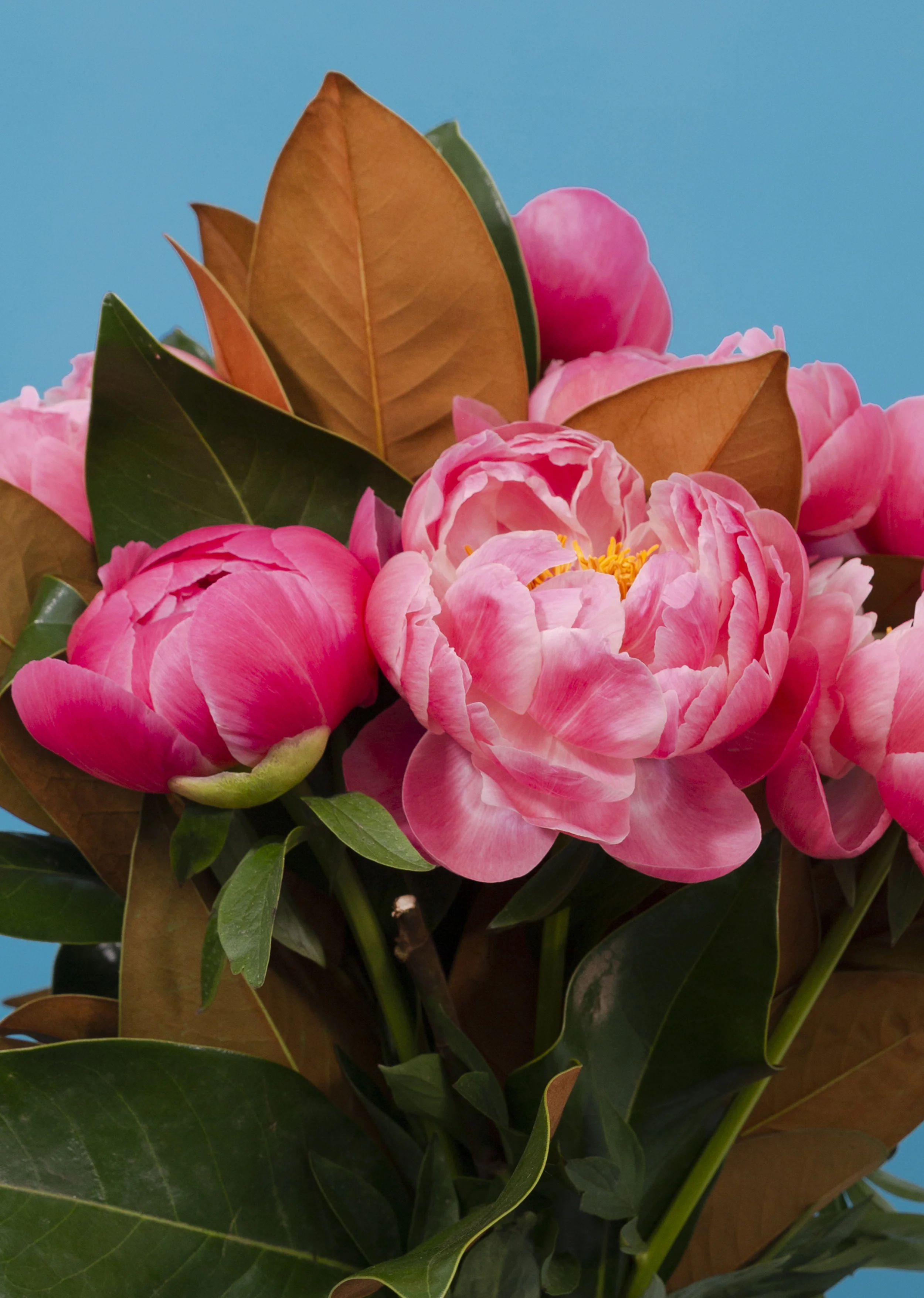 Flower 6 Blue_CU.jpg
