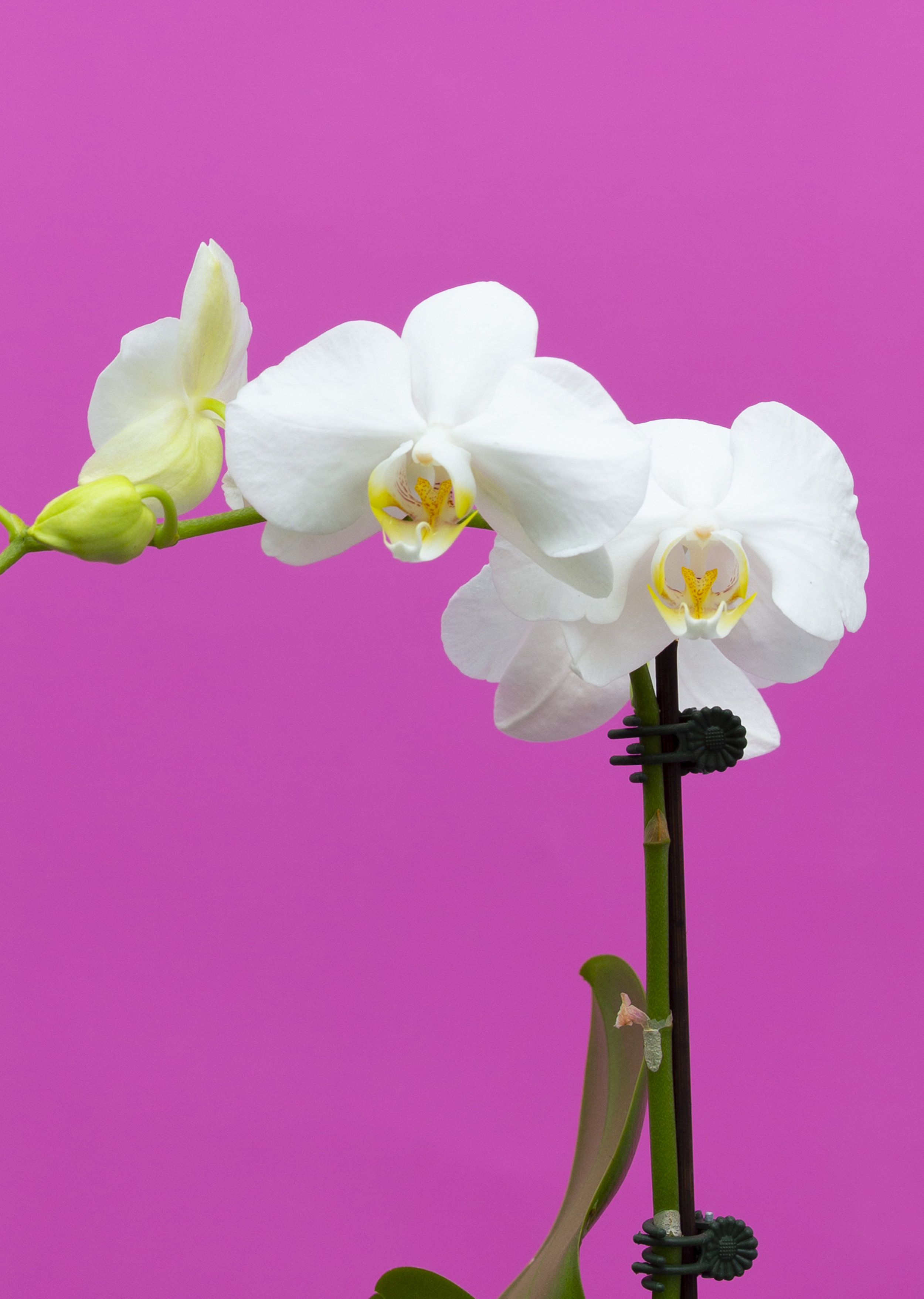 Dazzling A Beautiful Phalaenopsis Orchid Panache Flowers
