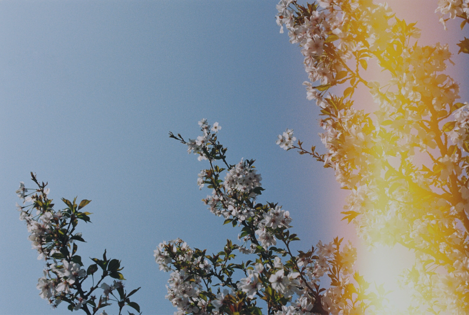 Untitled design (6).png