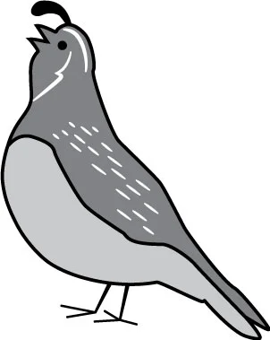 quail-drawing.jpg