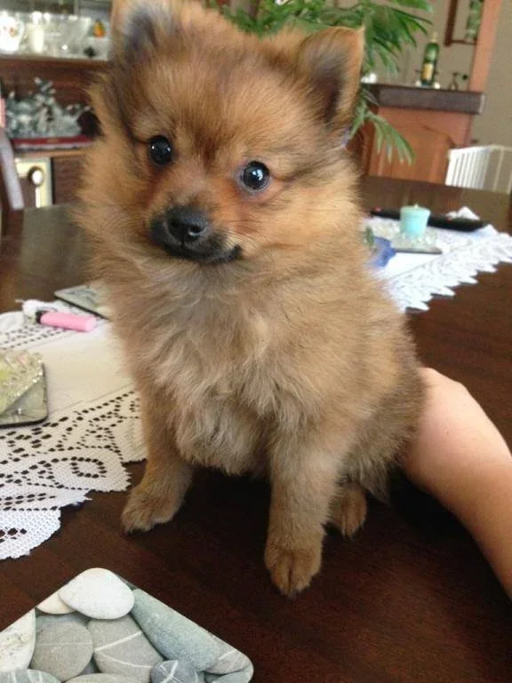 Baby Conan