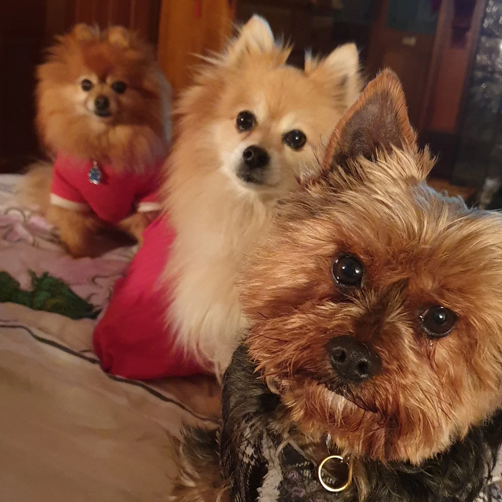 Conan, Gogo, and Frodo circa 2019